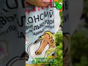 ЗЕЛЕНЬ ВЫРАСТЕТ ПРОСТО ЗАГЛЯДЕНЬЕ: чем подкармливать укроп, петрушку и другую зелень в огороде.