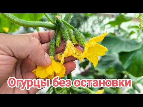 СТАРЫЕ ОГУРЦЫ ЗАПЛОДОНОСЯТ С НОВОЙ СИЛОЙ: без подкормок и обработок. Просто обрежьте лишнее. СТАРЫЕ ОГУРЦЫ ЗАПЛОДОНОСЯТ С НОВОЙ СИЛОЙ: без подкормок и обработок. Просто обрежьте лишнее.