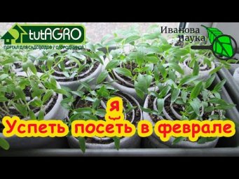 ЧТО ПОСЕЯТЬ В ФЕВРАЛЕ: не торопимся, но и не опаздываем. Оптимальные сроки для посева на рассаду.