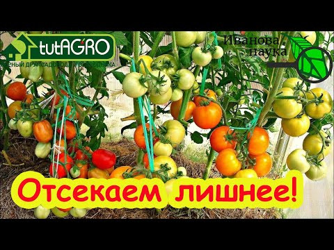 УДАЛЯЕМ ЛИШНЕЕ У ТОМАТА. Отсеките это у томата и урожай сразу больше и вкуснее! УДАЛЯЕМ ЛИШНЕЕ У ТОМАТА. Отсеките это у томата и урожай сразу больше и вкуснее!