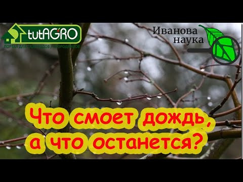 ВЕСЕННЯЯ ОБРАБОТКА САДА и РОЗ: все обработали, но... пошел дождь. Что делать? Есть нюансы. ВЕСЕННЯЯ ОБРАБОТКА САДА и РОЗ: все обработали, но... пошел дождь. Что делать? Есть нюансы.