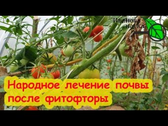 ДЕЛАЮ ТАК ВСЕГДА и ФИТОФТОРЫ НЕТ! Сажаю томаты по томатам много лет. Лечение почвы от фитофторы.