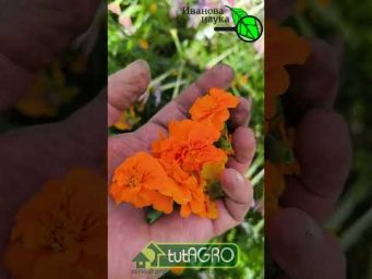 УСПЕЙТЕ ЗАГОТОВИТЬ ДО ЗАМОРОЗКОВ! Для чего надо срывать и сушить цветки бархатцев. Запишите рецепт!