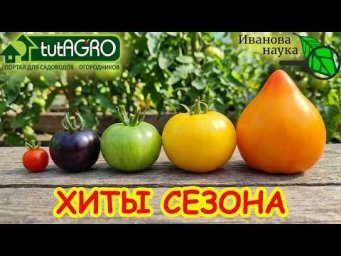 Забудьте про ТЕПЛИЦЫ! &zwj; Урожай этих ВЫСОКИХ томатов завалит вас!