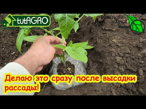 Как не испортить рассаду томатов сразу после посадки. ДЕЛАЮ ЭТО СРАЗУ ПОСЛЕ ПОСАДКИ и ОЧЕНЬ ДОВОЛЕН! Как не испортить рассаду томатов сразу после посадки. ДЕЛАЮ ЭТО СРАЗУ ПОСЛЕ ПОСАДКИ и ОЧЕНЬ ДОВОЛЕН!