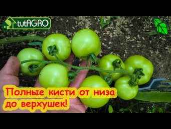ОТ ЭТОЙ ПОДКОРМКИ ВЯЖЕТСЯ КАЖДАЯ КИСТЬ! Просто давайте это томатам по листу и они усыпаны плодами!