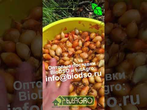 ЛУК НЕ ЗАСТРЕЛКУЕТСЯ И НЕ БУДЕТ БОЛЕТЬ, если замочить в перекиси водорода. Перекись - суперсредство. ЛУК НЕ ЗАСТРЕЛКУЕТСЯ И НЕ БУДЕТ БОЛЕТЬ, если замочить в перекиси водорода. Перекись - суперсредство.