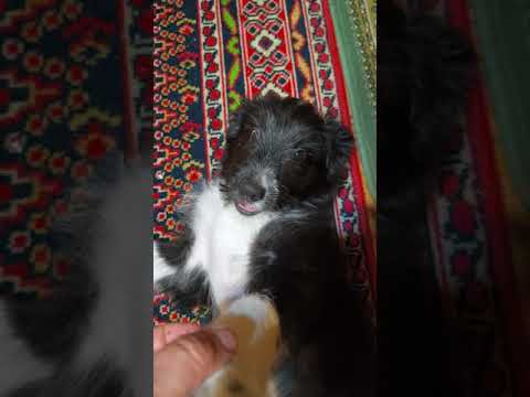 Собачья радость. Пусь рад, что я пришел с работы.