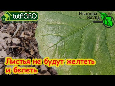 БЕЛЫХ ЛИСТЬЕВ НЕ БУДЕТ, ЕСЛИ СДЕЛАЕТЕ ТАК ПОСЛЕ ВЫСАДКИ РАССАДЫ. Без поливов и опрыскиваний. БЕЛЫХ ЛИСТЬЕВ НЕ БУДЕТ, ЕСЛИ СДЕЛАЕТЕ ТАК ПОСЛЕ ВЫСАДКИ РАССАДЫ. Без поливов и опрыскиваний.