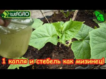 1 КАПЛЯ и стебель как мизинец: рассаду не узнать через 3 дня! Подкормить рассаду если стебель тонкий
