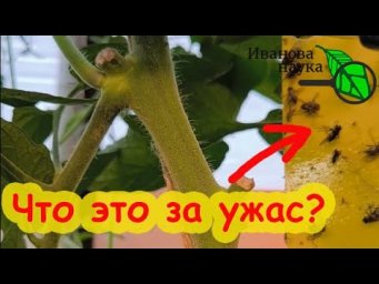 ЗАЧЕМ ЭТО В ВАШЕЙ ТЕПЛИЦЕ? Это не ужас! Это средство от белокрылки! А у вас есть белокрылка?