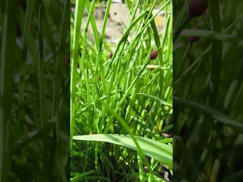 Многолетний зелёный лук сочный вкусный полезный. #иванованаука #сад #farming #огород #дача #растения Многолетний зелёный лук сочный вкусный полезный. #иванованаука #сад #farming #огород #дача #растения