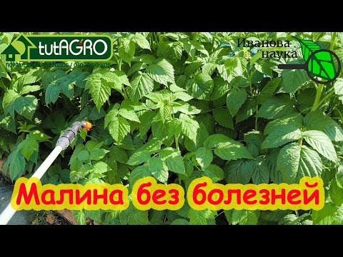 ЭТА ОБРАБОТКА МАЛИНЫ ИЗБАВИТ ДАЖЕ ОТ САМЫХ СТРАШНЫХ БОЛЕЗНЕЙ. Просто сделайте ее и наслаждайтесь.