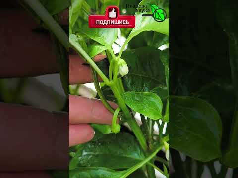 ПЕРЕЦ НАЛИВАЕТСЯ! Самая ПРОСТАЯ подкормка для толстого, сочного и сладкого перца! ПЕРЕЦ НАЛИВАЕТСЯ! Самая ПРОСТАЯ подкормка для толстого, сочного и сладкого перца!