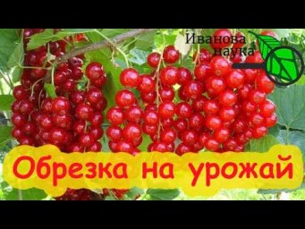 ОСОБЕННОСТИ ОБРЕЗКИ КРАСНОЙ СМОРОДИНЫ. Три отличия обрезки черной и красной смородины.