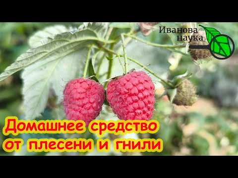 НЕ ПРОПУСТИТЕ! ИЗ-ЗА НЕЁ ВЫ МОЖЕТЕ ОСТАТЬСЯ БЕЗ УРОЖАЯ МАЛИНЫ! Самая опасная болезнь ягод малины. НЕ ПРОПУСТИТЕ! ИЗ-ЗА НЕЁ ВЫ МОЖЕТЕ ОСТАТЬСЯ БЕЗ УРОЖАЯ МАЛИНЫ! Самая опасная болезнь ягод малины.