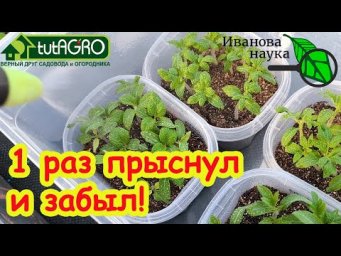 РАССАДА ЖЕЛТЕЕТ В РАЗНЫХ МЕСТАХ? Это поможет! Всего 1 чайная ложка на 2 литра и раствор готов!