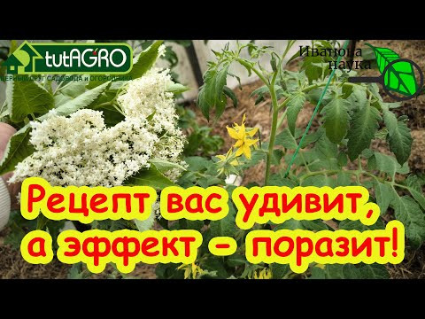В 10 РАЗ БОЛЬШЕ ПОЛЬЗЫ ОТ УДОБРЕНИЙ И ПРЕПАРАТОВ! Просто сделайте сами этот СУПЕР настой из листьев. В 10 РАЗ БОЛЬШЕ ПОЛЬЗЫ ОТ УДОБРЕНИЙ И ПРЕПАРАТОВ! Просто сделайте сами этот СУПЕР настой из листьев.