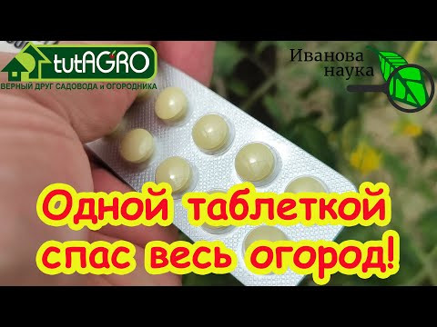 ОДНОЙ ТАБЛЕТКОЙ СПАС ВЕСЬ ОГОРОД! Кладоспориоз и другие болезни томата и огурца УНИЧТОЖЕНЫ! ОДНОЙ ТАБЛЕТКОЙ СПАС ВЕСЬ ОГОРОД! Кладоспориоз и другие болезни томата и огурца УНИЧТОЖЕНЫ!
