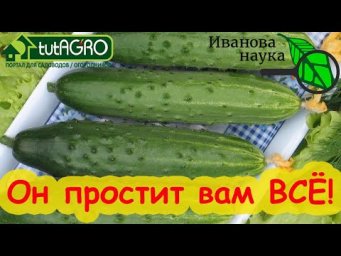 ЭТОТ ОГУРЕЦ ВЫРАСТЕТ БЕЗ РАССАДЫ и ПОДКОРМОК! Старый конь простит вам все огрехи.