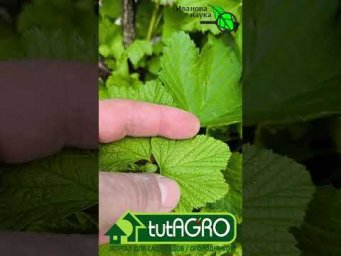 ЛИСТЬЯ СМОРОДИНЫ ВДРУГ ПОЖЕЛТЕЛИ. Что делать?