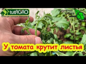 МОЩНАЯ ПОДКОРМКА ТОМАТОВ НА ЗАКЛАДКУ КИСТЕЙ! Увеличьте урожай четырьмя проверенными способами.
