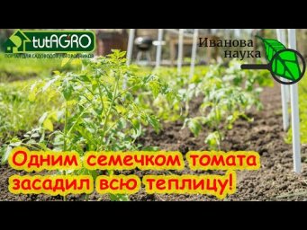 ЗАСАДИЛ ВСЮ ТЕПЛИЦУ ТОМАТАМИ... ИЗ 1 СЕМЕЧКА! Много рассады без семян. Не покупайте много семян!