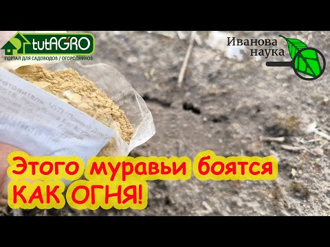 МУРАВЬИ ПЕРЕРЫЛИ ВСЮ ТЕПЛИЦУ? Это средство РЕАЛЬНО выжигает муравьев: упокоятся все очень быстро.