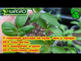 ДАЖЕ У НОВИЧКОВ РАССАДА - ЗАГЛЯДЕНЬЕ! Выращивайте рассаду этим способом и собирайте богатый урожай!