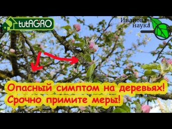 ОЧЕНЬ ОПАСНЫЙ СИМПТОМ НА САДОВЫХ ДЕРЕВЬЯХ! Немедленно примите меры, если заметили такое в саду.