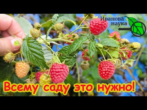 В 8 РАЗ ДЕШЕВЛЕ, ЧЕМ ПОПУЛЯРНОЕ СРЕДСТВО! Чем обработать деревья и кустарники осенью от болезней? В 8 РАЗ ДЕШЕВЛЕ, ЧЕМ ПОПУЛЯРНОЕ СРЕДСТВО! Чем обработать деревья и кустарники осенью от болезней?