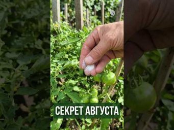 САМАЯ ВАЖНАЯ ПОДКОРМКА в АВГУСТЕ для ТОМАТОВ, КАПУСТЫ, СВЁКЛЫ!Быстро, дёшево и БЕЗ ХИМИИ