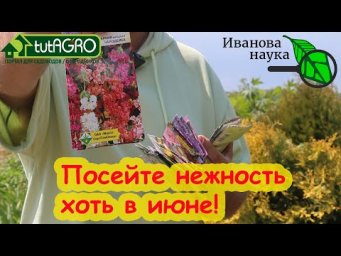 ЭТИ НЕЖНЫЕ ЦВЕТЫ МОЖНО СЕЯТЬ ДАЖЕ В ИЮНЕ! Посейте нежность на своем участке.