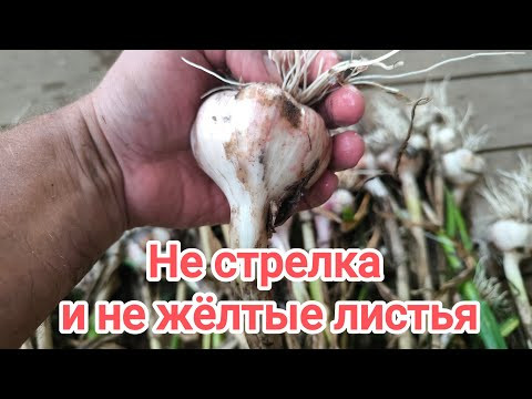 ЧЕСНОК КРИЧИТ: ПОРА КОПАТЬ! Вот что надо сделать сразу после выкопки чеснока.