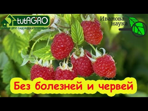 ХВАТИТ 1 ПОЛИВА: КЛУБНИКА и МАЛИНА БЕЗ ЖУКОВ и ХРУЩЕЙ! Просто полейте грядки этим раствором. ХВАТИТ 1 ПОЛИВА: КЛУБНИКА и МАЛИНА БЕЗ ЖУКОВ и ХРУЩЕЙ! Просто полейте грядки этим раствором.