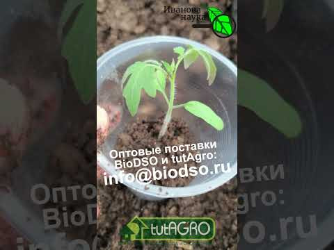 Рассада вытянулась? Не паникуй! Секрет пикировки ВЫТЯНУТОЙ рассады: толстый стебель обеспечен. Рассада вытянулась? Не паникуй! Секрет пикировки ВЫТЯНУТОЙ рассады: толстый стебель обеспечен.