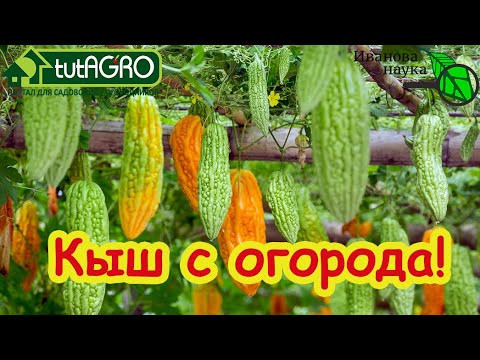 Море усилий и ноль урожая: больше не буду сажать их в огороде. Эти семена - пустая трата денег! Море усилий и ноль урожая: больше не буду сажать их в огороде. Эти семена - пустая трата денег!
