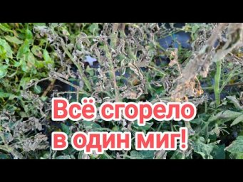 КАТАСТРОФА!!!!  Вот что стало с моими томатами! ТОМАТЫ СГОРЕЛИ НА ГЛАЗАХ! Фитофтора не щадит никого!