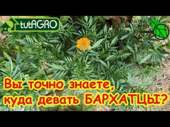 Я БЫЛ В ШОКЕ, КОГДА УЗНАЛ ЭТО О БАРХАТЦАХ! Ошибка дачников: почему бархатцы нельзя выкидывать?