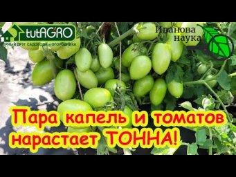 ДАЖЕ ЧАХЛЫЕ ТОМАТЫ ЗАСЫПЯТ УРОЖАЕМ! Дайте томатам эту подкормку и плоды вяжутся как сумасшедшие!