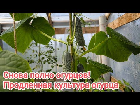 Обязательно сделайте это с огурцом в августе. Восстановление и омоложение огурца. Продление урожая. Обязательно сделайте это с огурцом в августе. Восстановление и омоложение огурца. Продление урожая.