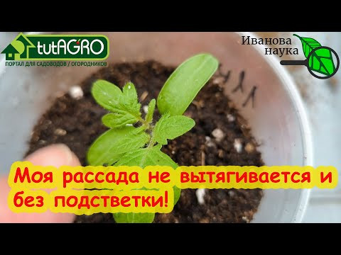 У РАССАДЫ МОЩНЫЕ КОРНИ КАК БОРОДА: стебель толще, корни больше. Рассада растет не ввысь, а вширь! У РАССАДЫ МОЩНЫЕ КОРНИ КАК БОРОДА: стебель толще, корни больше. Рассада растет не ввысь, а вширь!