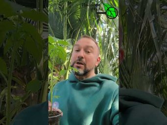 Как я навсегда избавился от клеща и белокрылки: простой способ для всех. Как уничтожить белокрылку.