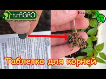 1 ТАБЛЕТКА и РАССАДА как с КАРТИНКИ! Забудьте о хилой рассаде: рассаживаем перец для мощных корней.