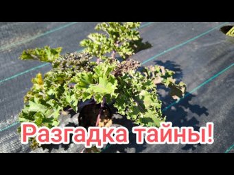 ТЛЯ и ГУСЕНИЦЫ ИСЧЕЗЛИ САМИ СОБОЙ! Ни одной тли и капустной моли на участке! Как так получилось?