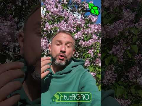 Двойной косяк Виктории Карелиной из Семян Алтая! Повторите — потеряете урожай! Карелина СНОВА чудит! Двойной косяк Виктории Карелиной из Семян Алтая! Повторите — потеряете урожай! Карелина СНОВА чудит!