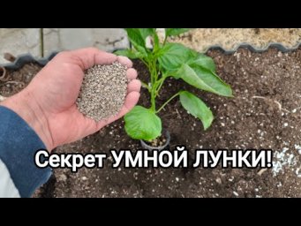ВСЕГО 2 ГОРСТИ обеспечат УРОЖАЙ! Наполнять или не наполнять лунки при высадке рассады? Что положить?