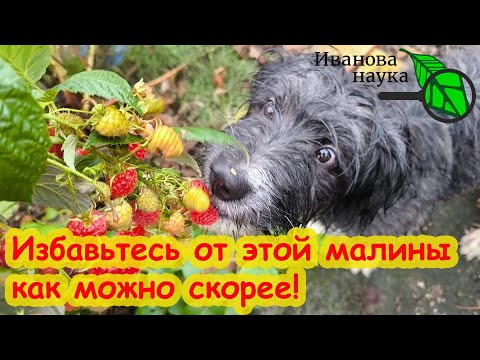 НЕМЕДЛЕННО ИЗБАВЬТЕСЬ ОТ МАЛИНЫ, если не хотите лишиться урожая всего сада! Опасная болезнь малины. НЕМЕДЛЕННО ИЗБАВЬТЕСЬ ОТ МАЛИНЫ, если не хотите лишиться урожая всего сада! Опасная болезнь малины.