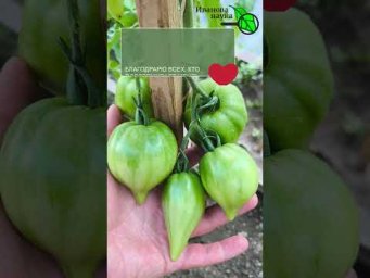 Главная ошибка в теплице: почему мало томатов и как спасти урожай от фитофторы