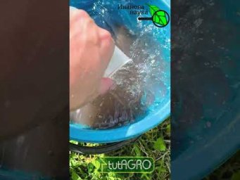 Листья томатов, огурцов крутятся, желтеют и сохнут. Что делать? Чего не хватает томатам?